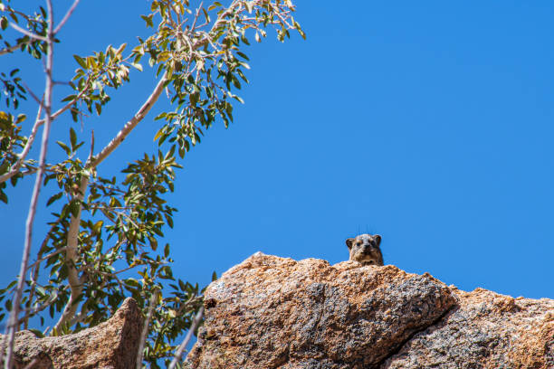 Hyrax looking down from a high rock Hyrax looking down from a high rock tree hyrax stock pictures, royalty-free photos & images