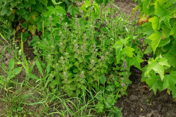 A bunch of hairy mint growing in the garden. One of the types of fragrant grass
