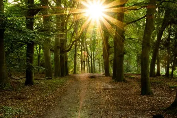 sun rays shine through the trees of the Kaapse Bossen in Doorn in the early morning