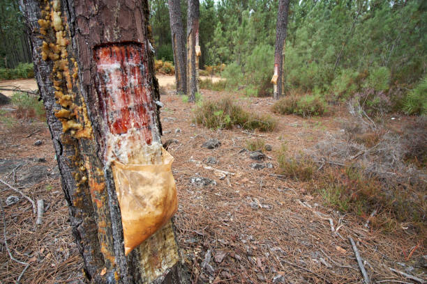 istock Collecting resin directly from pine trees 1342005665
