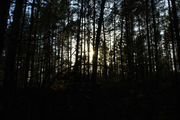 istock Pine wood forest edge evergreen coniferous woodland 1342006484