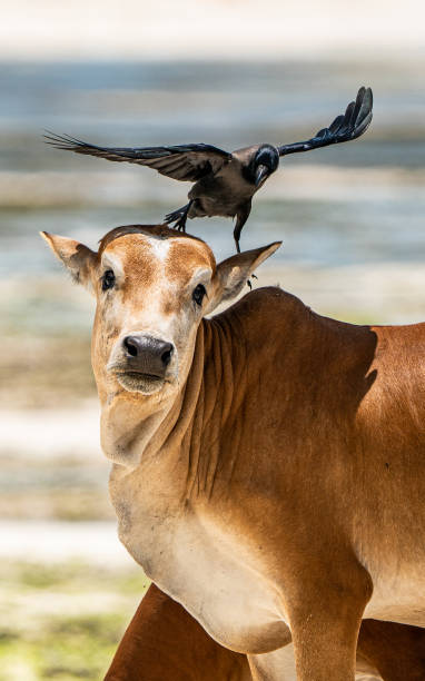 istock Cheeky crow dances on confused cow's head 1342007517
