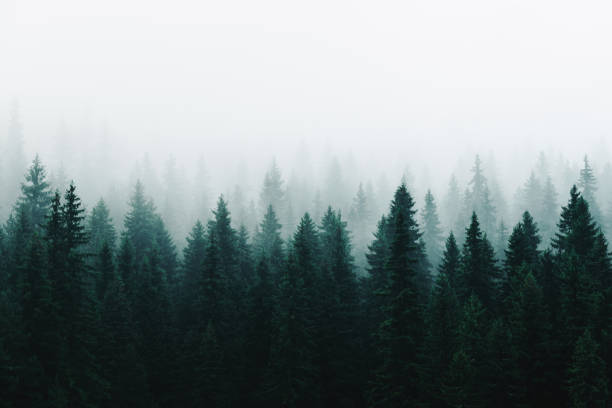 niebla matutina sobre un hermoso lago rodeado de bosque de pinos foto de archivo - pino conífera fotografías e imágenes de stock