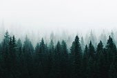 istock Morning fog over a beautiful lake surrounded by pine forest stock photo 1342007894
