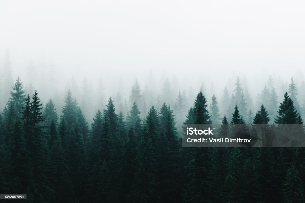 Morning fog over a beautiful lake surrounded by pine forest stock photo Morning fog over a beautiful lake surrounded by pine forest stock photo. Outdoors / Nature background Forest Stock Photo