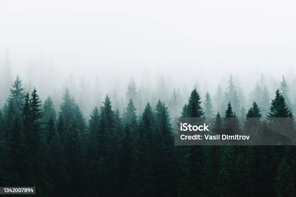 Morning Fog Over A Beautiful Lake Surrounded By Pine Forest Stock Photo Stock Photo - Download Image Now