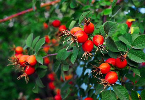 Ripe red rose hips growing on the plant. Close-up.