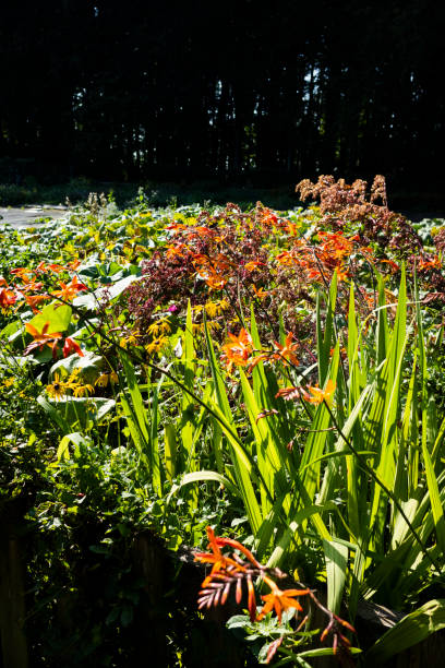 istock summer flower walled garden colourful botanical horticultural border 1342009092