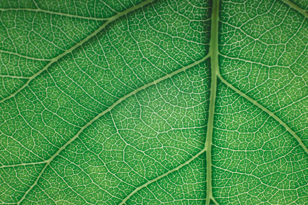 istock The structure of the green leaf. 1342010642