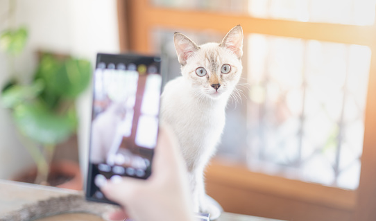 The female hand owner takes a photo with her white cat with a smartphone in the living room for relaxing while quarantine and work from home. Especially focus on the cat.