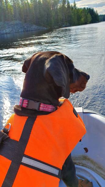 istock Puppy on a rowboat 1342013982