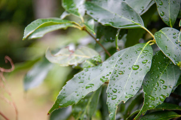 istock Green Leaves With Water Drops 1342014533