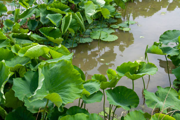 도쿠시마 나루토의 로터스 뿌리 줄기밭 - lotus root water lotus plant 뉴스 사진 이미지