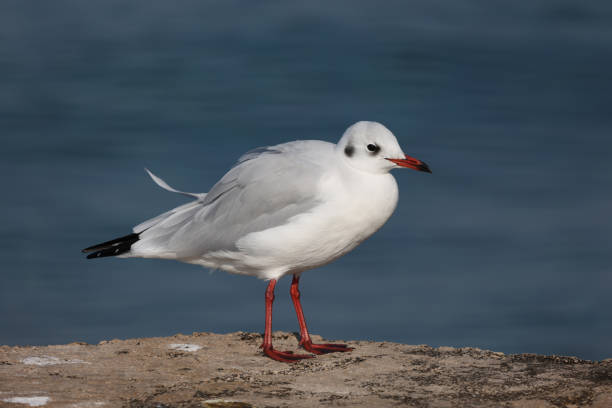 istock Seagull sits on the shore in the morning 1342014721