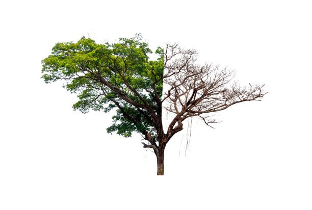 Concept of two sides. Dead tree on one side and living tree on the different side Isolated on white background. The File contains with clipping path.
