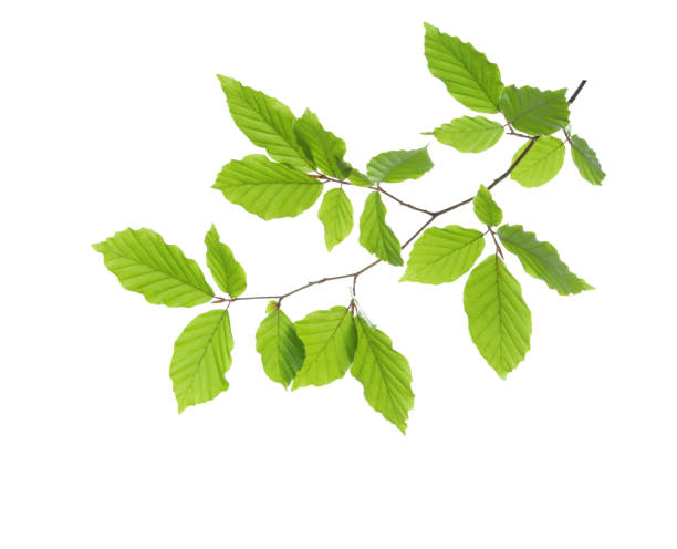 istock Beech branch with fresh green leaves isolated on white background. Selective focus 1342016902