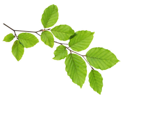 白い背景に孤立した新鮮な緑の葉とブナブランチ。 - beech tree beech leaf leaf photography ストックフォトと画像