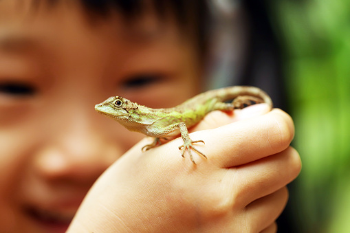 Asian girl playing with a little Lizard.