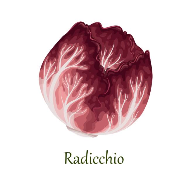 roter radicchio-salat, italienischer chicorée - radiccio stock-grafiken, -clipart, -cartoons und -symbole