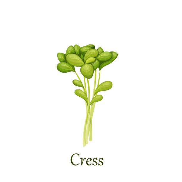 Green cress salad leaves Green cress salad leaves vector illustration. watercress stock illustrations