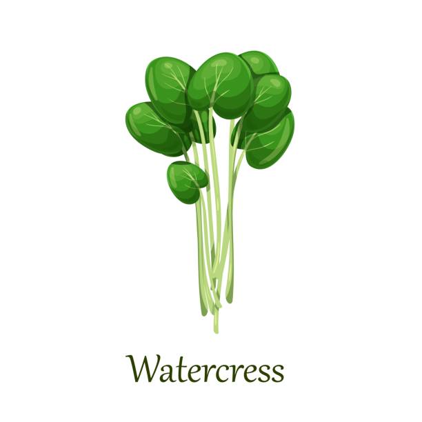 Green watercress salad leaves Green watercress salad leaves vector illustration. watercress stock illustrations