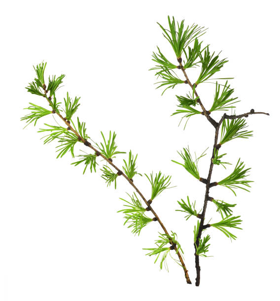 Small twigs of larch isolated on white