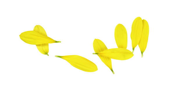 istock Set of yellow chrysanthemum petals isolated 1342020801