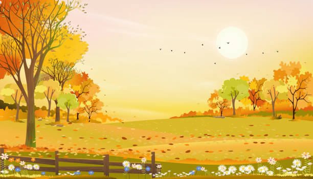 осенний сельский пейзаж фермерские поля и лесные деревья с оранжевым закатом неба, векторный мультфильм фон поля урожай, мирные пейзажи ес� - leaf autumn horizontal backgrounds stock illustrations