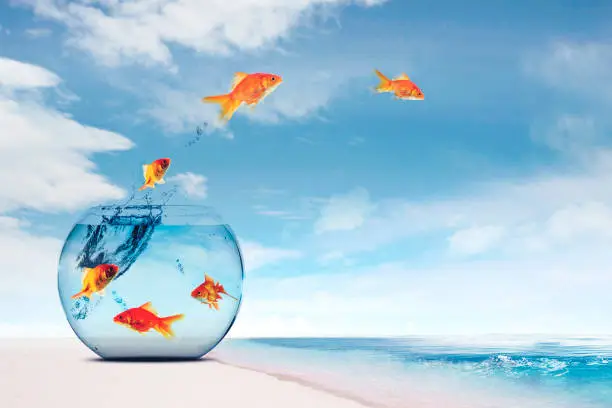 Group of goldfish jumping from aquarium to the sea with blue sky background at summer time