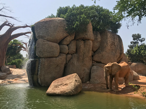 elephant about to take a refreshing bath