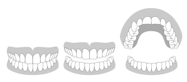 illustration des menschlichen gebisses - human teeth dental hygiene dentist office human mouth stock-grafiken, -clipart, -cartoons und -symbole