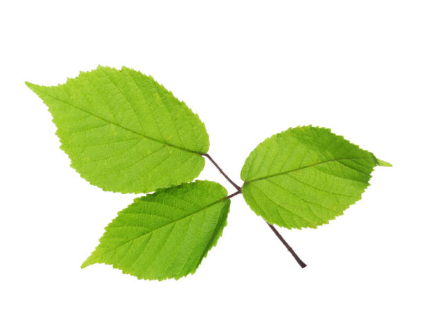 istock Green leaf of Blackberry isolated on white background. Leaf adaxial side. Selective focus 1342022307