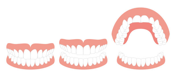illustration des menschlichen gebisses - human teeth dental hygiene dentist office human mouth stock-grafiken, -clipart, -cartoons und -symbole