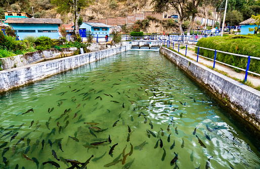 Trout fish farm at Ingenio in Junin, the Peruvian Andes
