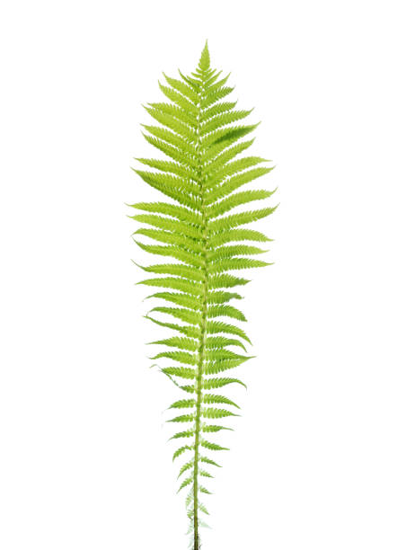 istock Young leaf of Fern isolated on white 1342022618