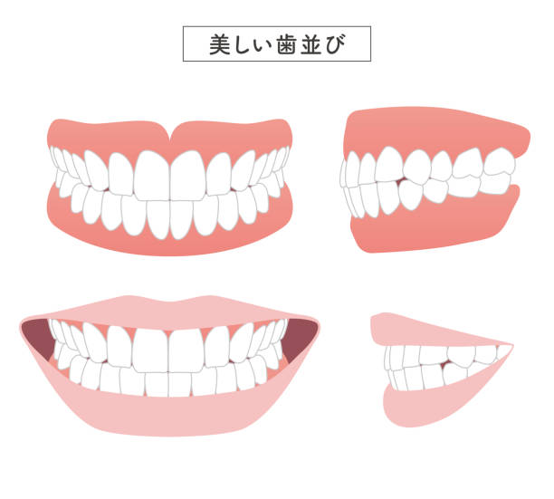 schöne gebisse set illustration - human teeth dental hygiene dentist office human mouth stock-grafiken, -clipart, -cartoons und -symbole