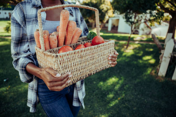 Mixed race female walking through farm village carrying basket of fresh vegetables