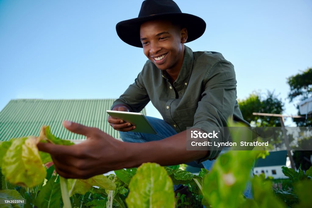 Mixed race male farmer working in vegetable patch holding digital tablet Mixed race male farmer working in vegetable patch holding digital tablet using for research . High quality photo Farmer Stock Photo