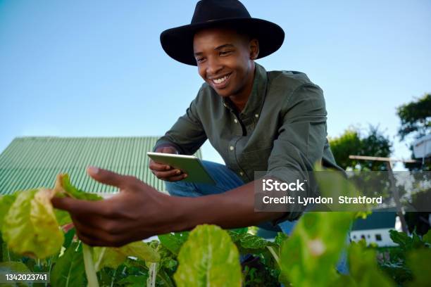 Mixed Race Male Farmer Working In Vegetable Patch Holding Digital Tablet Stock Photo - Download Image Now