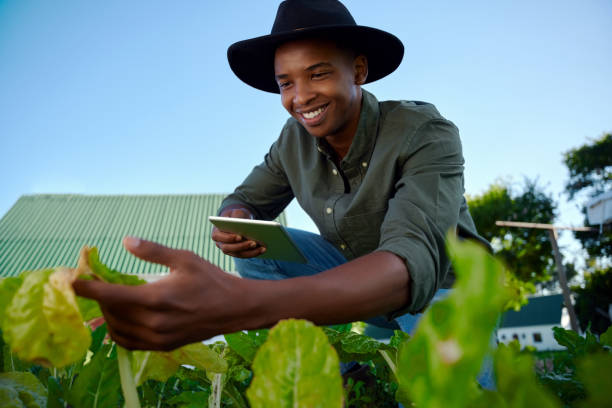 mixed race male farmer working in vegetable patch holding digital tablet - agriculture teamwork farmer people imagens e fotografias de stock
