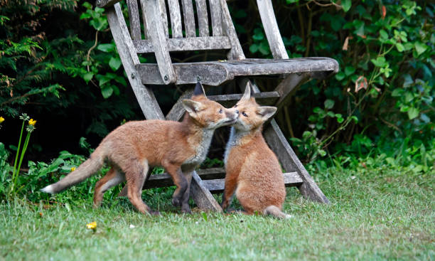istock A family of fox cubs exploring a garden 1342023793