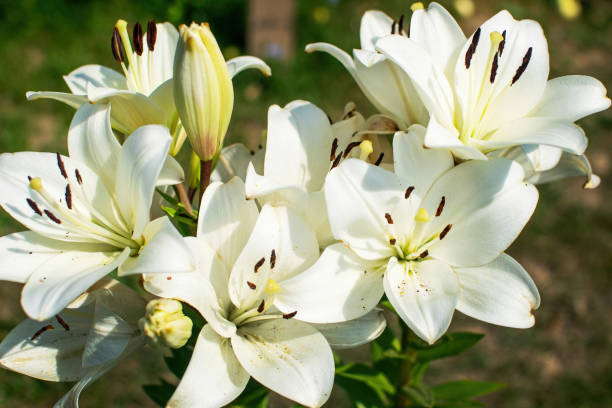 Beautiful white lily in a blooming garden.