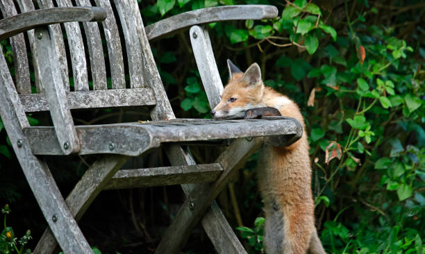 istock A family of fox cubs exploring a garden 1342023862
