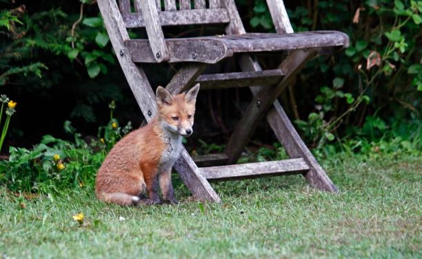 istock A family of fox cubs exploring a garden 1342023876