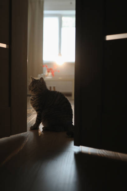 istock funny cat in a cozy home interior, cozy home atmosphere 1342023883