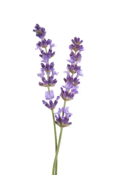 Photo of Two sprigs  of lavender isolated on white background.
