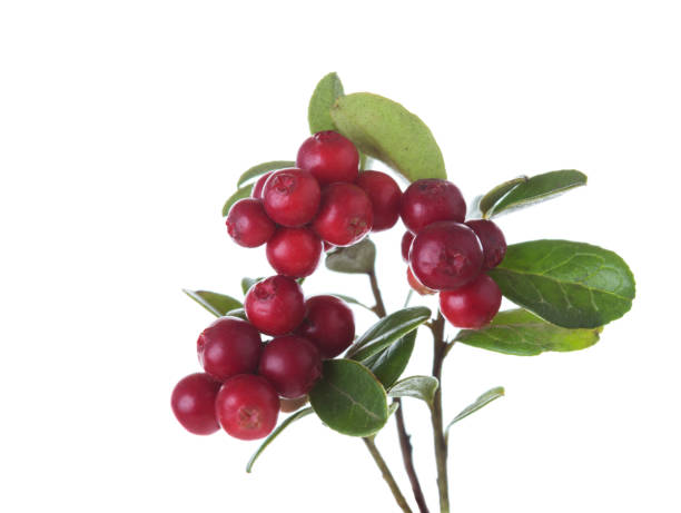 rami con bacche di cowberry mature isolate su sfondo bianco. messa a fuoco selettiva. - bearberry foto e immagini stock