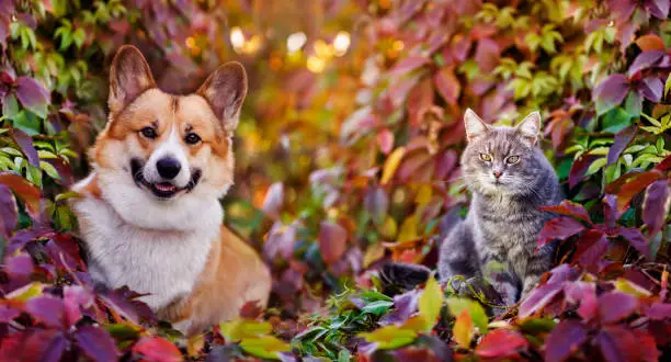 Photo of cute corgi dog and striped cat are sitting in the autumn garden among the bright multicolored leaves of grapes