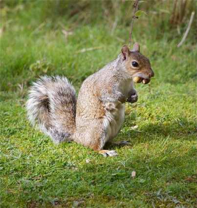 Grey squirrel with two acorns in his mouth