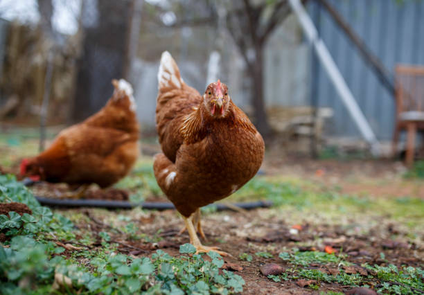 kurczęta żywiące się zieloną trawą na podwórku - chicken domestic animals bird poultry zdjęcia i obrazy z banku zdjęć
